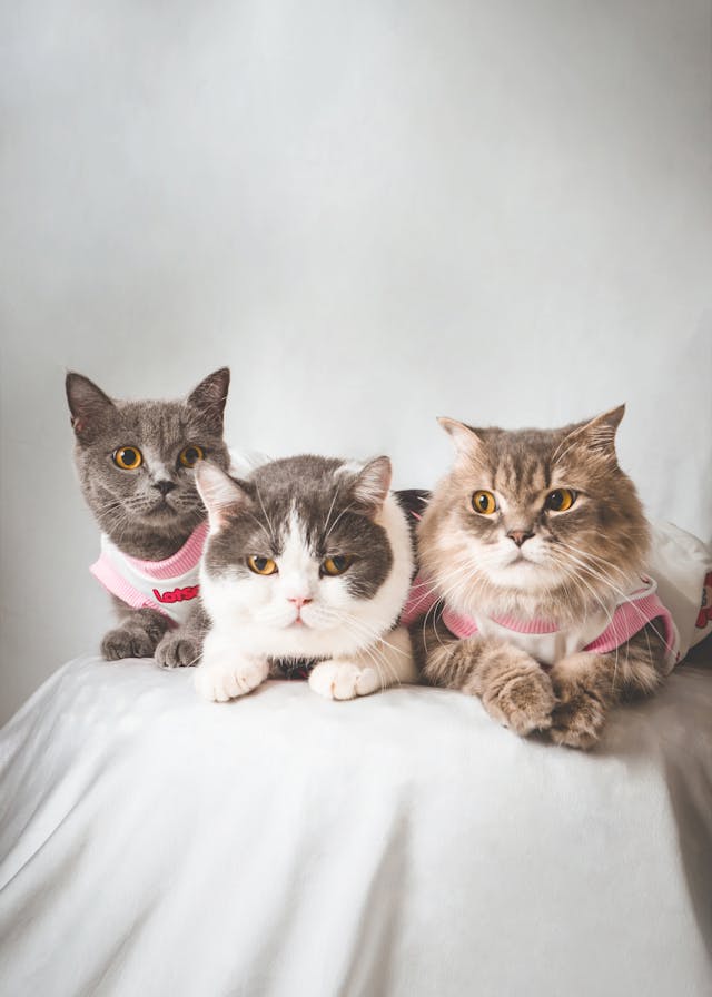 kittens